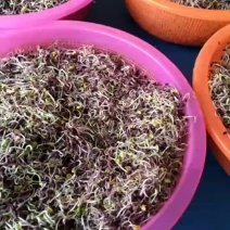 紫金萝卜芽