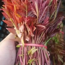 香椿
