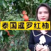 泰国暹罗柚子苗嫁接果树苗南方种红心柚沙田柚当年结果庭院阳