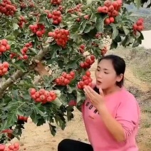 嫁接山楂树苗大金星无籽山楂盆栽地栽庭院种植南北方种植当年