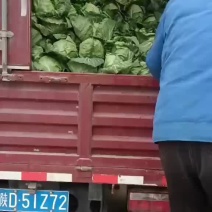甘蓝