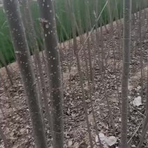 107速生杨树苗大量有货需要的赶紧联系