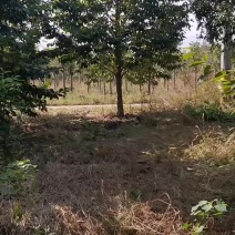 乐昌含笑1一25公分基地批发，现货长期有效。