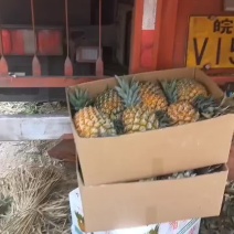 云南香水菠萝