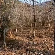 紫玉兰基地批发1一15公分，现货长期有效。