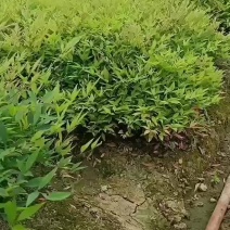 南天竹兰天竹芽苗10一50公分基地直销量大价更优惠