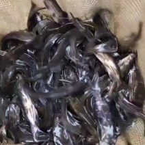 黄辣丁鱼苗，密度高，水位高密度高。黄骨鱼苗，黄辣丁鱼苗