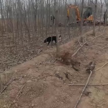 107速生杨树苗继续挖苗需要的赶紧联系
