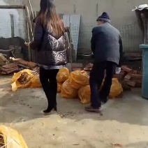 大红袍新品种花椒苗