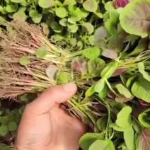 优质红苋菜
