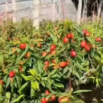 四号油桃供应