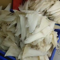 鱼翅