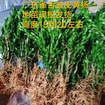 广东雀舌皱皮黄杨，软枝柔枝黄杨，产地广东揭阳