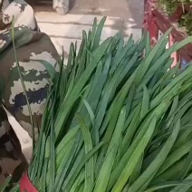 韭菜