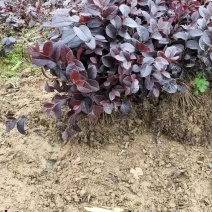 产地供应红继木色块苗红继木杯苗红继木毛球红花继木扦插芽苗