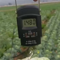 云南甘蓝精品圆包菜货源充足量大从优全国发货