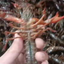 潜江小龙虾，专业批发产地直发！底板干净，物美价廉，质量有