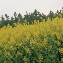 望江油菜籽原产地，一手货源，颗粒饱满，出油率高，欢迎咨询