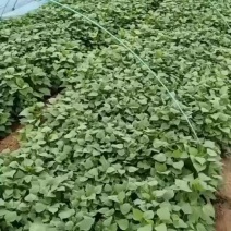 山东济宁原种脱毒红薯苗