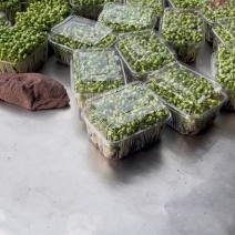 黑豆芽