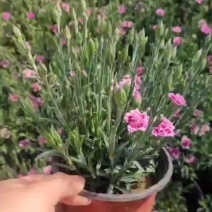 优质初吻石竹康乃馨各类规格都有