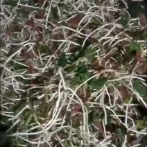 红叶子根