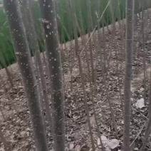 107速生杨树苗大量有货需要的联系