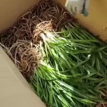 香兰