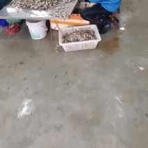扒皮鱼马友鱼