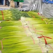 江苏徐州蒜台