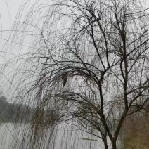 苗圃供应金丝垂柳青皮垂柳易栽好活规格齐价格优量大从优批发