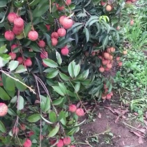 桂味