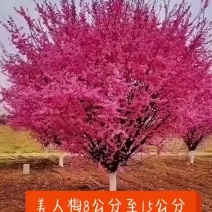 精品美人梅6公分7公分8公分9公分10公分12公分美人梅