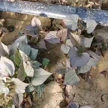 烟薯苗
