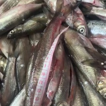 中大兰刀
