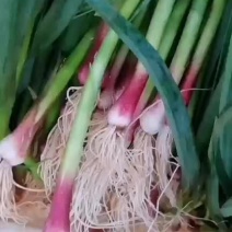 云南蒜苗-红根蒜苗产地品质保证诚信经营欢迎老板下单