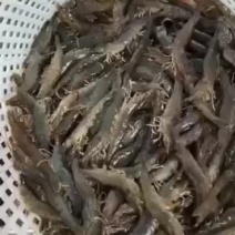 基围虾南美白对虾明虾