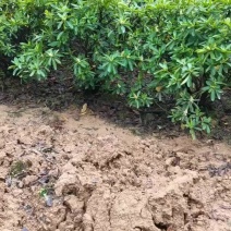 产地供应杜鹃球杜鹃毛球杜鹃灌丛耐修剪易栽好活量大从优
