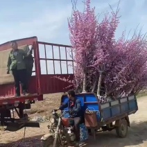 梅花产地直销美人梅规格5-15公分货源充足