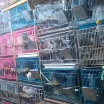 养殖场批发龙猫代发一只也是批发价