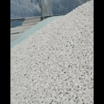 消毒用生石灰颗粒