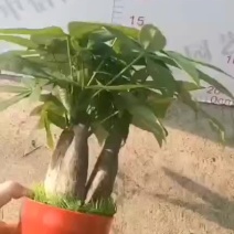 发财树盆栽植物室内办公室好养绿植水培小盆栽客厅大盆景四季