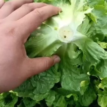 货源充足，量大从优，质量保证（注：必须有通行证）