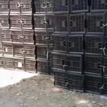 长年底价出售一律黑框子