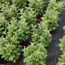 多彩美人菊时花盆栽开花五彩斑斓好看好养