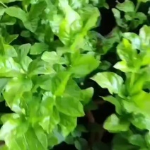 茉莉花苗盆栽带花苞九里香老桩水培花卉大全绿植物室内四