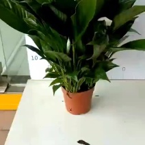 白掌盆栽一帆风顺水培植物室内好养花卉大盆绿植