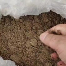 长期出售新鲜木薯渣，欢迎各位老板来订购