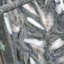 各位老板大家好，今天出售通货三文鱼，虹鳟鱼，欢迎老板下单