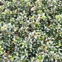 产地批发龟甲冬青色块龟甲冬青杯苗龟甲冬青毛球龟甲冬青芽苗